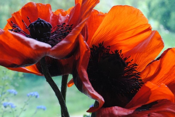 horizontal closeup of three deep red poppy flowers against a background of light vaguely green foliage and some blue Forget-me-not , illuminated by diffuse daylight from behind, focusing on their dark stigma and stamens
