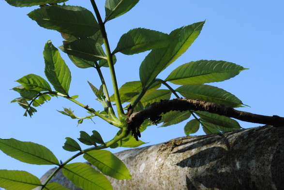 a twig growing from a horizontal tree trunk, unfolding a swirl of green leaves in spring, seen against a clear blue sky