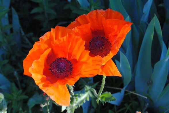 a horizontal closeup of two very intensely orange poppy flowers just as they are hit by the first rays of morning sun. the flowers are still almost in shadow, and their background is, making the foliage in the background look extra blueish green. the colors in this image are very intense