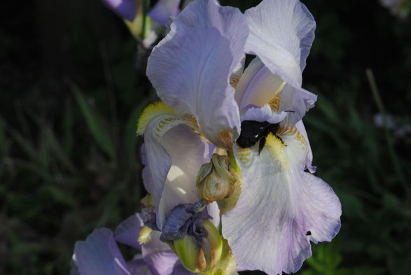 horizontal format closeup of a light blue iris flower with yellow markings in the sun, seen against a background of dark green foliage in shadow, with a black bug sitting on one of the petals close to the center, drinking its nectar