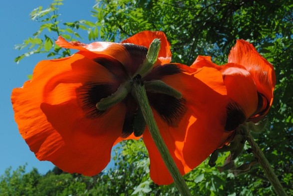 two bright orange-red poppy flowers in the sun, seen from below against a clear blue sky and some bright green foliage