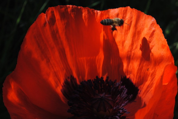 a bee flying over a deep red poppy flower in the early morning sun, casting a shadow on its petals. the flower takes up almost the complete picture space, gradating from deeper shadowy red on the left side to brighter red on the sunny right side, leaving only a slight dark frame of background at the top