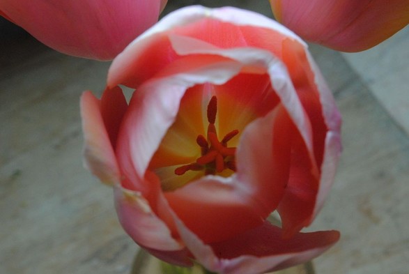 closeup of a tulip flower in shades of pink, white and yellow, seen from above, with a background of grey-brown wood