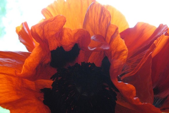 horizontal closeup of three deep red poppy flowers against a light background, illuminated by diffuse daylight from behind, with one of them taking up most of the picture space and showing its black inner markings