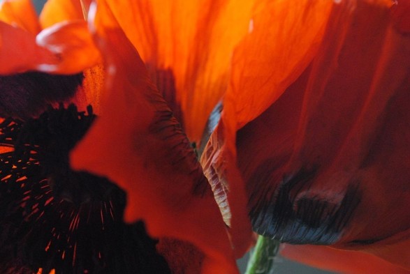 horizontal closeup of two deep red poppy flowers, illuminated by diffuse daylight from the left, with the left one showing its dark patterned insides