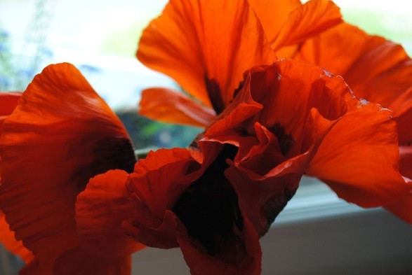horizontal closeup of three deep red poppy flowers against a light background, illuminated by diffuse daylight from behind