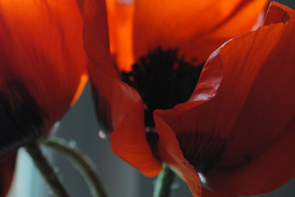 closeup of two deep red poppy flowers illuminated by diffuse daylight against a vague grey background, with the image focusing on the foremost edges of the petals closest to the camera
