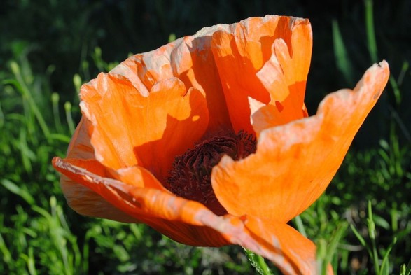 closeup of a very orange poppy flower seen in profile, in bright sunlight, against a background of bright and dark greens