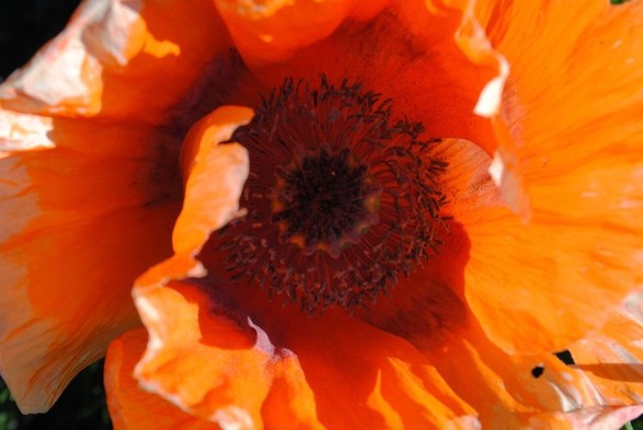 closeup of a very orange poppy flower seen from above, taking up the complete image