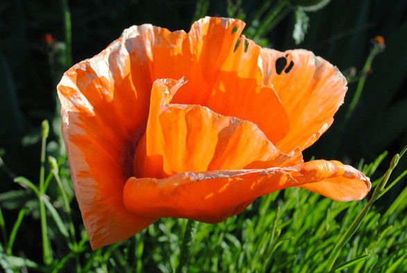 the same poppy flower as in the previous image seen from a different angle, still in profile, with some small orange dots of hawk week in the background in addition to the bright and dark greens