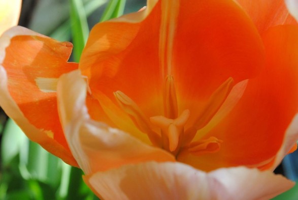 horizontal format closeup of an orange tulip seen from above. the flower itself is in shadow, the background consists of green foliage some of which is hit by sunlight