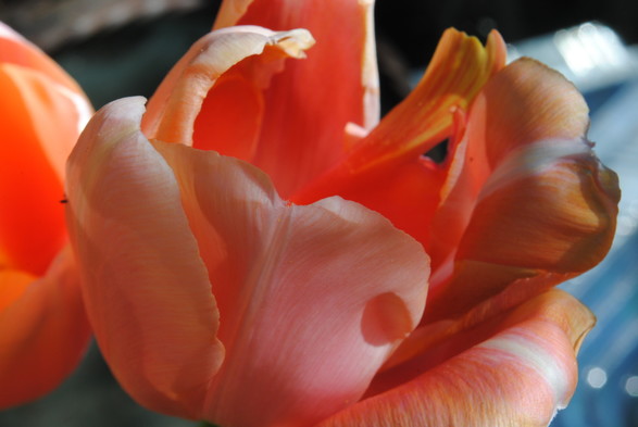 horizontal format closeup of a peach colored tulip seen in profile before a blurry dark and light grey background