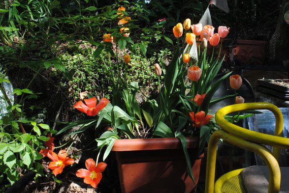 horizontal format view of a big rectangular planting pot filled with orange, yellow and pink tulips, seen in dappled sunshine, with a yellow steel chair visible on the right and a background of green foliage