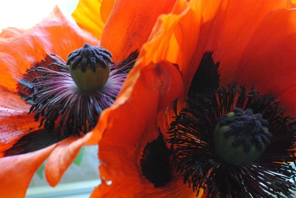 horizontal closeup of two deep red poppy flowers against a light background, illuminated by diffuse daylight from behind, focusing on their dark stigma and stamens