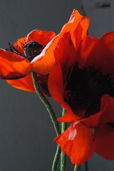 vertical format closeup of a bunch of deep red poppy flowers seen in diffuse indoor daylight coming from the left before a grey background 