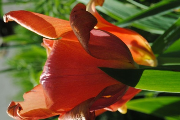a vertical format closeup of one tulip seen in profile in front of another, both hit by sunlight from behind, and surrounded by green foliage