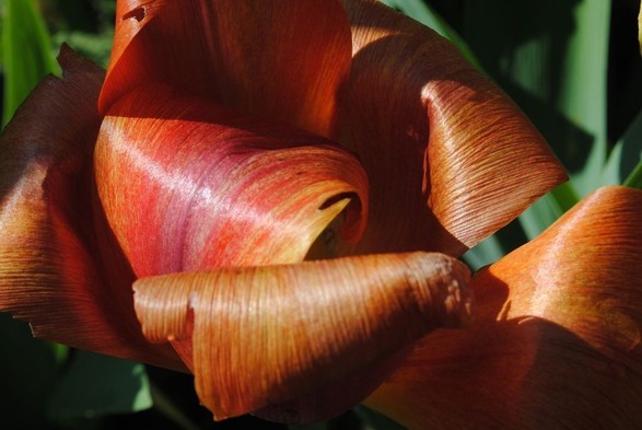 horizontal format closeup of a slightly wilting  tulip flower in shades of orange and red, seen in profile in direct sunlight coming from the left side of the image, before a background of green tulip foliage. 