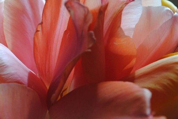 a closeup of a bunch of pink tulips, with their flowers taking up all of the picture space, and the image emphasizing the play of light and colors across their surfaces
