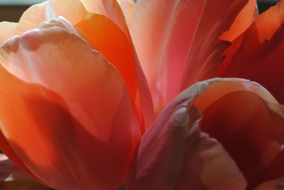 a closeup of a bunch of pink tulips, with their flowers taking up all of the picture space, and the image emphasizing the play of light and colors across their surfaces