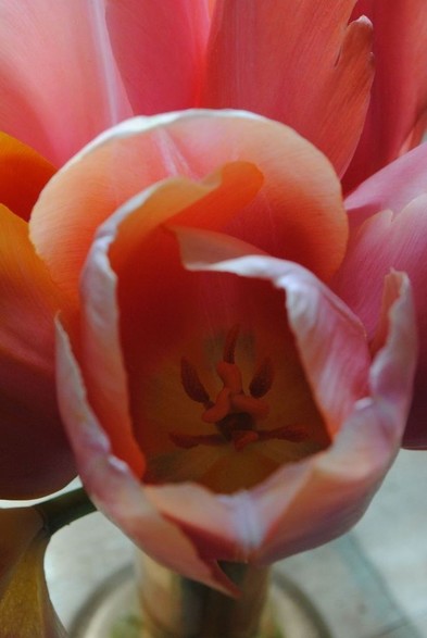 a vertical format closeup of a bunch of pink tulips in a glass vase standing on a wooden table, seen from above in diffuse daylight, with most of the image space taken up by one particular pink flower, focusing on its shadowed insides