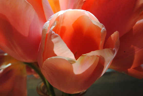 a horizontal format closeup of a bunch of pink tulips in a glass vase standing on a wooden table, seen from above in bright sunlight coming from slightly behind, with most of the image space taken up by one particular pink flower