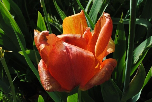 horizontal format closeup of a slightly wilting tulip flower in shades of orange and red, seen in profile in direct sunlight coming from the left side of the image, before a background of green tulip foliage. 
