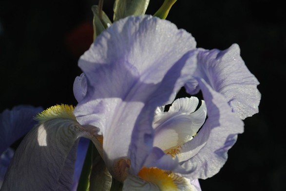 horizontal format closeup of a light blue iris flower catching the early morning sun against a background of almost entirely black shadow
