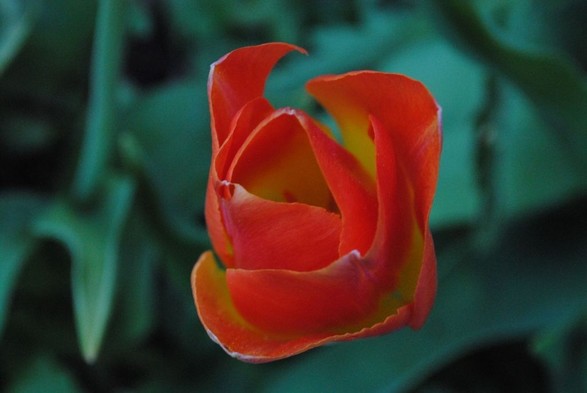 a closeup of an orange and yellow tulip seen from above, hovering over a background of out of focus blueish green tulip foliage, seen at dusk