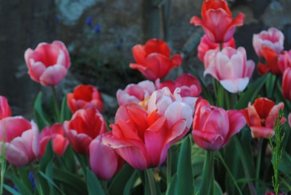 a bunch of pink tulips in bloom, with a grey wall behind and some blue Muscari sprinkled in, seen at dusk