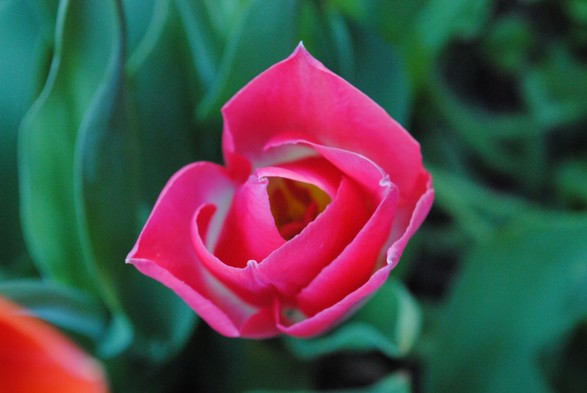 a closeup of pink and white tulip seen from above, hovering over a background of out of focus blueish green tulip foliage, seen at dusk