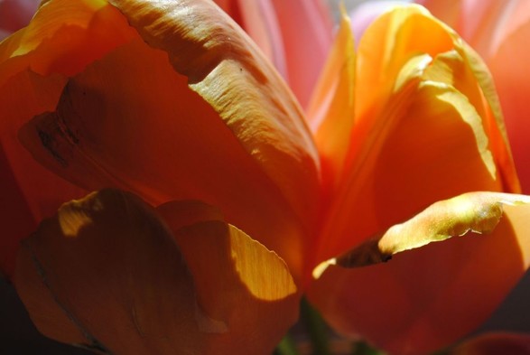 a closeup of two orange and yellow tulip flowers lit partially by sunlight from behind, giving them an intense orange glow in some parts and dramatic shadows in others