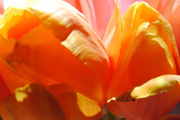 a closeup of two orange and yellow tulip flowers lit brightly by sunlight from behind, giving them an intense orange glow