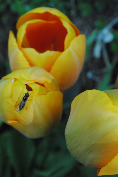 three yellow and orange tulip flowers, mostly closed, seen in diffuse evening light against green foliage, with a black insect sitting on one of them