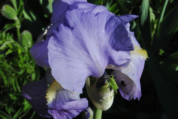 closeup of a bright green grasshopper sitting on a Iris bud right besides an open blue and yellow iris flower, with a background of green foliage and dark shadows