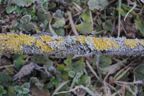 a twig with yellow and grey lichen growing on in bisecting the image, with the upper and lower half both consisting of a background of out-of-focus leafy plants growing close to the ground, and everything in this image covered with a thin layer of frost