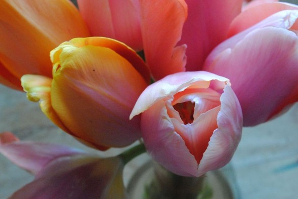 a horizontal format closeup of a bunch of pink, orange and yellow tulips in a glass vase, seen from above, standing on a wooden table, in diffuse daylight