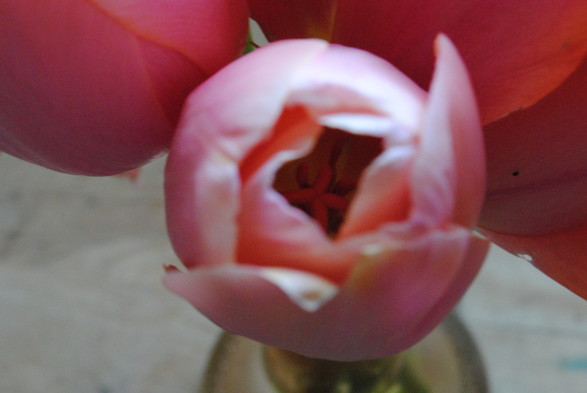 an even closer zoomed in view of the same tulips as in the previous picture, this time focusing more heavily on one particular light pink flower, with its hidden insides sharp but the petals out of focus