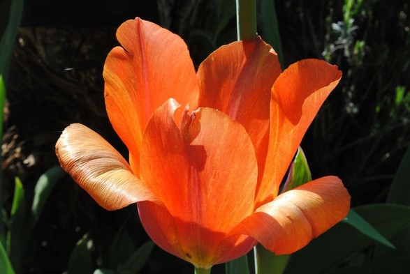 horizontal closeup of an intensely orange tulip flower in bright sunlight, seen from the side, . The sunlight casts dramatic shadows on the flower and glows through them. The background consists of green foliage and black shadows