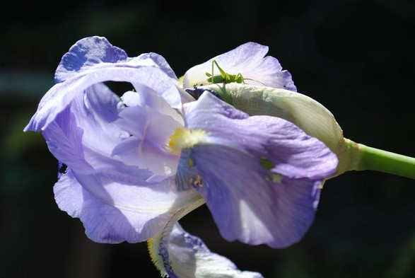 closeup of a bright green grasshopper sitting on a Iris bud right besides an open blue iris flower, this time zoomed out a bit more, with some dark shadowy background surrounding the Iris