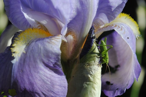 closeup of a bright green grasshopper sitting on a Iris bud right besides an open blue and yellow iris flower