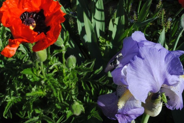 a horizontal format view of a green garden bed with a bright red poppy flower in the upper left corner of the image and a blue iris flower in the lower right corner. a bright green grasshopper is sitting on the iris
