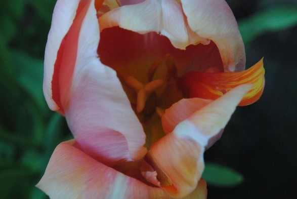 a closeup of an orange and light pink tulip flower seen from above, in diffuse evening light, against a background of green foliage