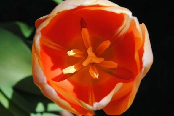 vertical format closeup of a peach colored tulip seen from above in direct sunlight coming from the right, over a background that is green on top and black shadow below