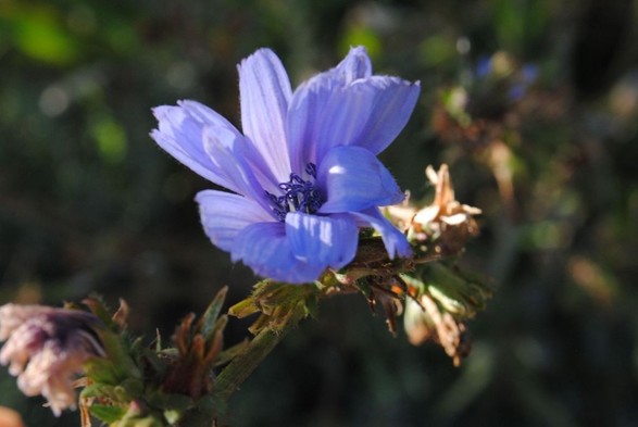 horizontal format closeup of a blue cornflower in front of a very blurry variegated dark green background, with the flower hit by a ray of sunlight coming from the left