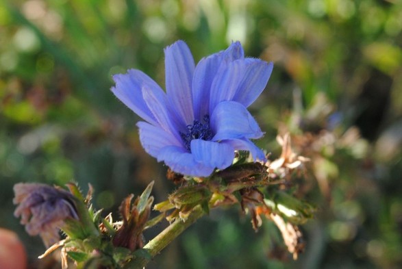 view of the same cornflower but this time the flower itself is in shadow and the background is brighter green than in the previous image