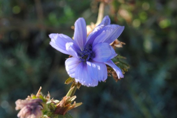 an almost identical view to the previous image, but the sunlight is hitting the cornflower a bit differently, and the image is less blurry