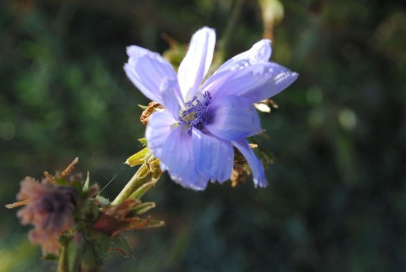 again the same cornflower, seen from a similar angle as before, but the light hitting it slightly different