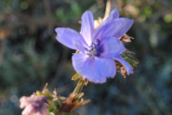 a blurry horizontal format closeup of a light blue cornflower mostly in shadow but hit by a ray of sunlight from behind. the background consists of various out of focus green foliage 