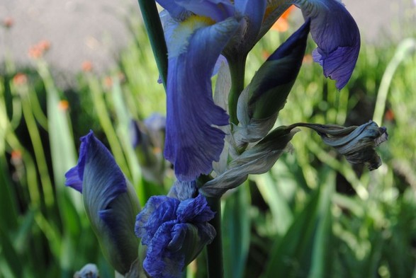 horizontal format closeup of an iris stalk in the shade showing wilted, open and budding blue flowers before a background of out of focus green foliage and small orange blossoms in the sun