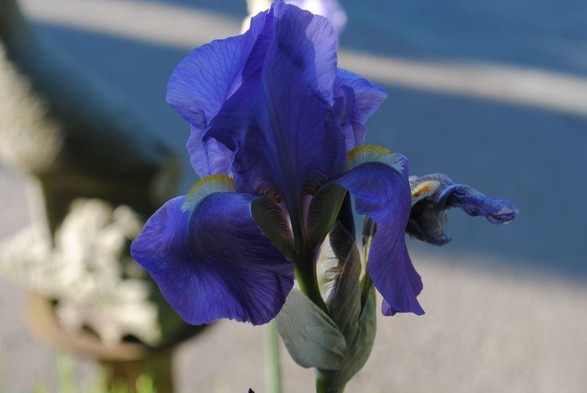 horizontal format closeup of a dark blue iris flower in shadow with a background of grey asphalt streaked by sunshine and blue shadows